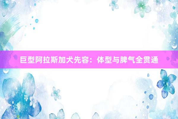 巨型阿拉斯加犬先容：体型与脾气全贯通